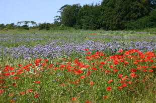 Sommerwiese Rügen 
