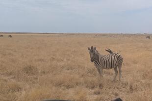Zebra im Etosha Nationalpark