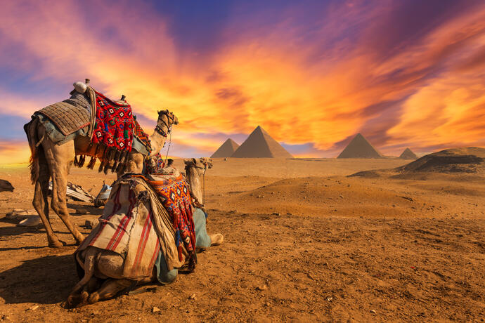 Kamele bei den Pyramiden von Gizeh 