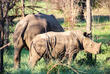 Nashörner beim Rhino Tracking