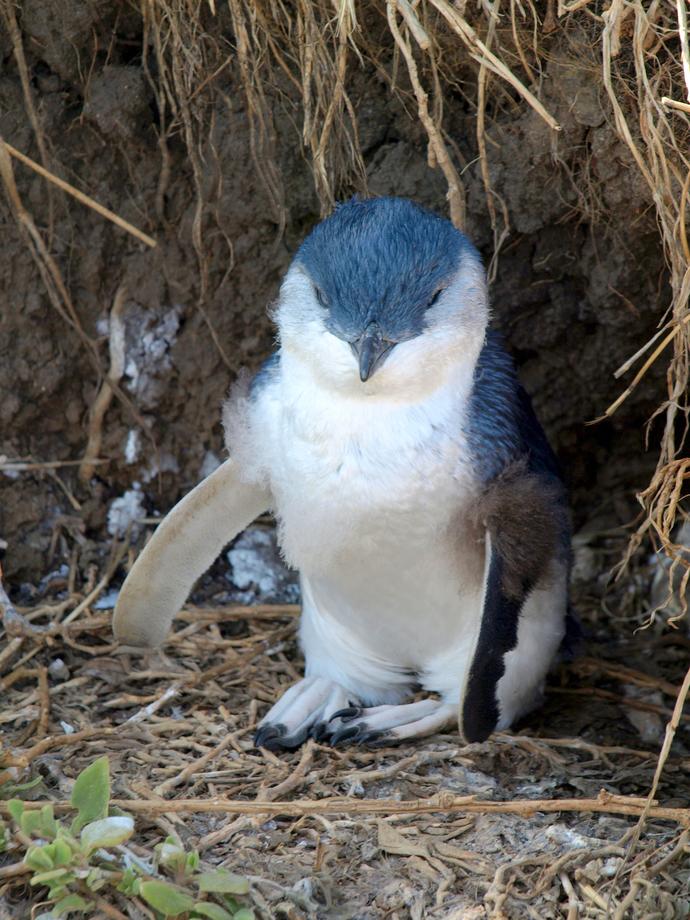 Pinguin Phillip Island