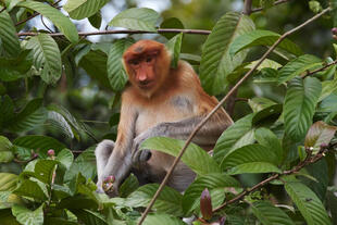 Proboscis-Affe im Regenwald