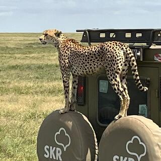Tierbeobachtung bei einer Tansania Reise 2024