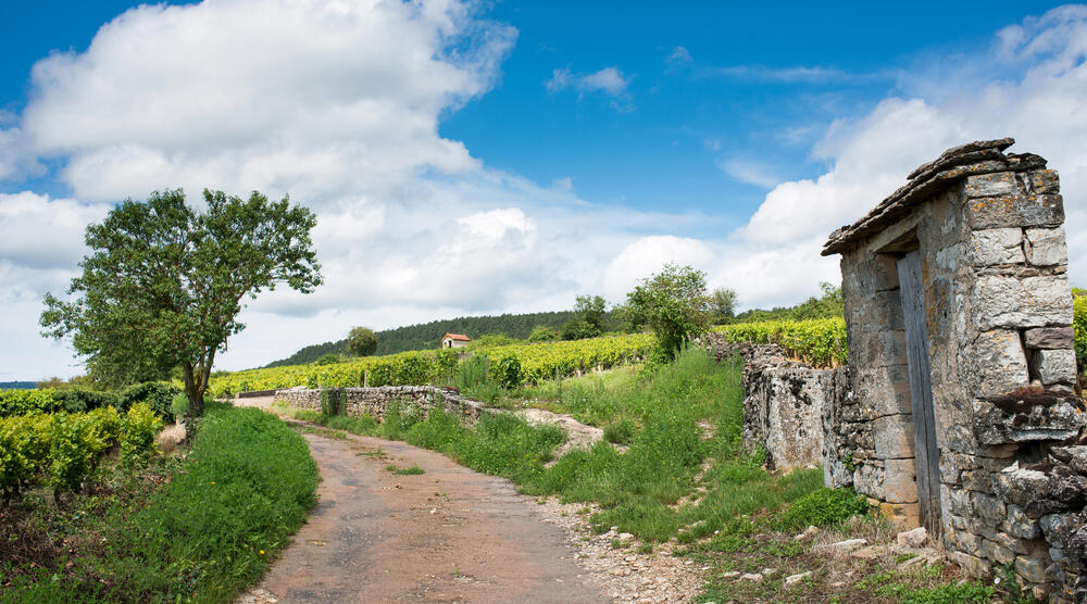 Weinberge im Burgund