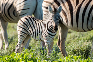Zebras im Etosha Nationalpark