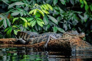 Krokodil im Tortuguero Nationalpark