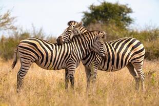 Zebras im Krüger Nationalpark