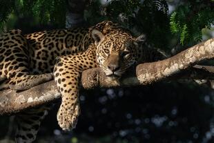 Jaguar im Pantanal 