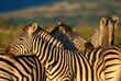 Zebras auf der Pirschfahrt