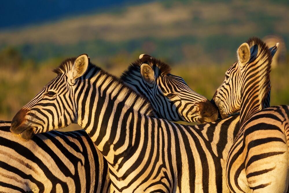 Zebras auf der Pirschfahrt