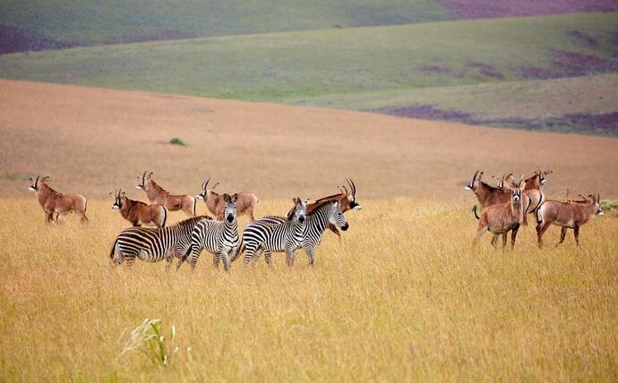 Antilopen und Zebras