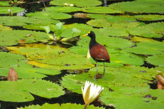 Blattläufer auf dem Río Dulce