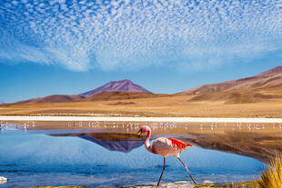 Flamingo in der Landschaft