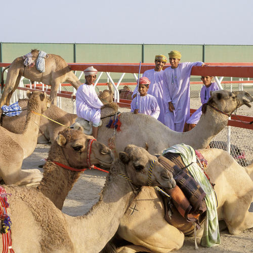 Kamele und jugendliche Omanis