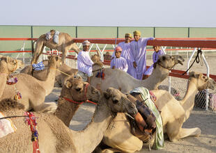 Kamele und jugendliche Omanis