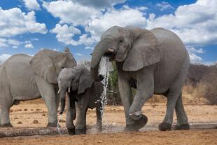Elefanten im Etosha-Nationalpark
