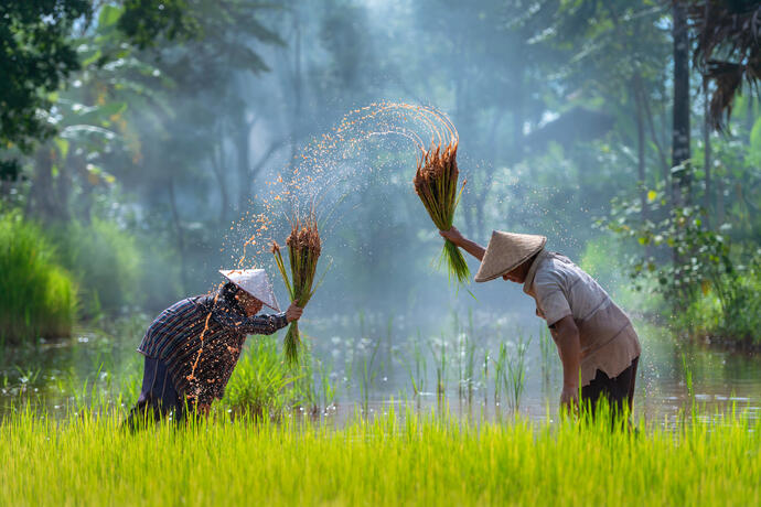 Kambodschanische Bauern bei der Reisaussaat 