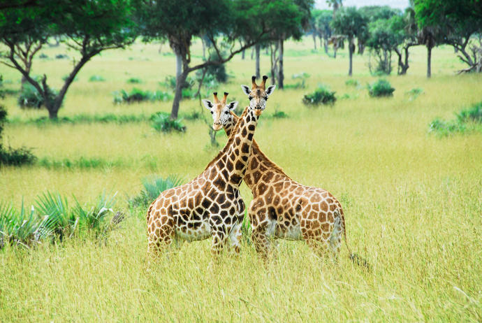 Giraffen im Murchison Falls Nationalpark