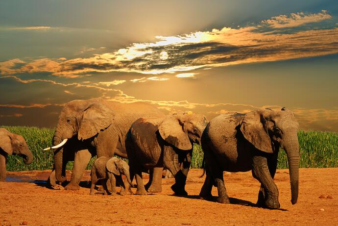 Addo-Elephant-Nationalpark