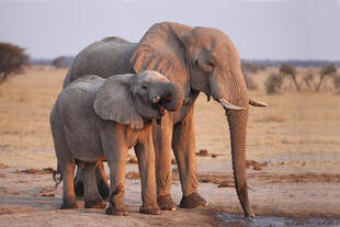 Elefanten im Nxai-Pan-Nationalpark