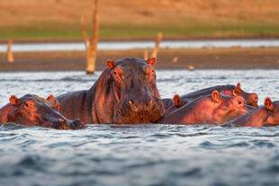 Flusspferd im Lake Kariba bei Sonnenuntergang