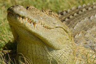 Krokodil im St. Lucia Lake
