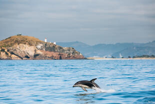 Delfin vor der Stadt Dunedin 