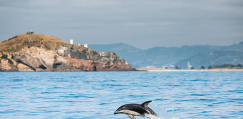 Delfin vor der Stadt Dunedin 