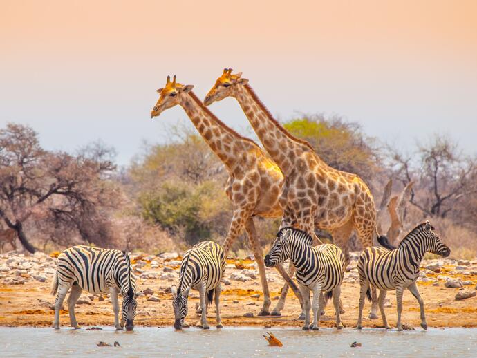 Etosha Nationalpark