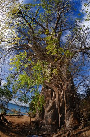 großer Babobab Baum 