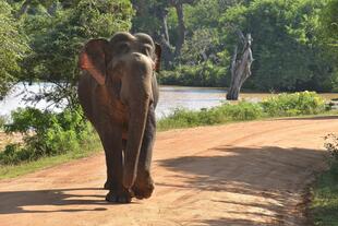 Yala-Nationalpark
