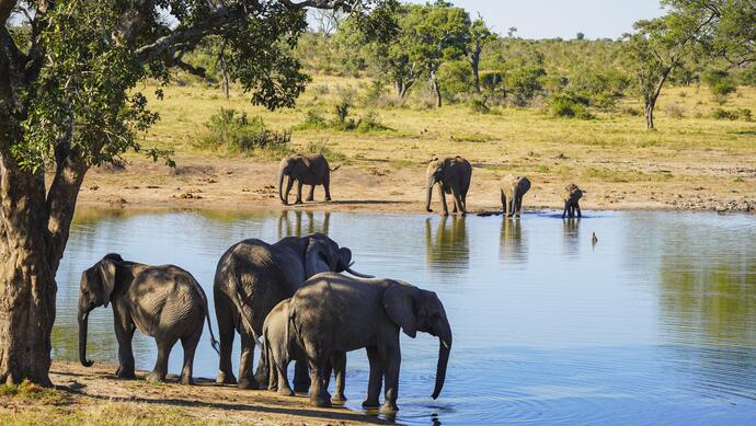 Elefanten an einem Wasserloch bei einer Gruppenreise durch Südafrika