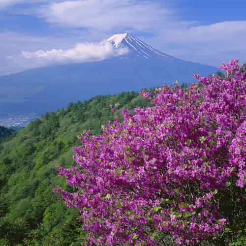 Kirschbluete am Fuji 
