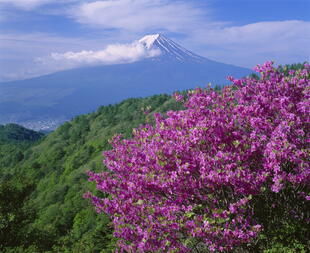 Kirschbluete am Fuji 