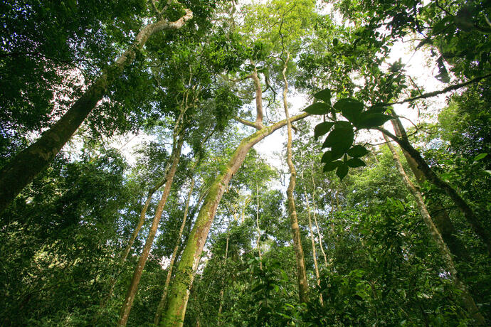Kibale Nationalpark Wald