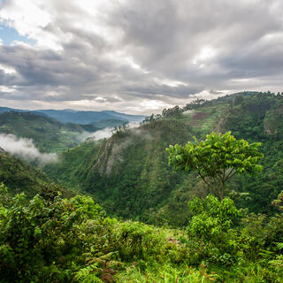 Panorama Regenwald