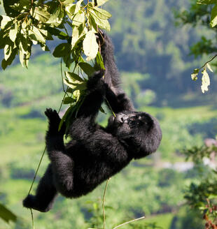 Baby Gorilla im Baum