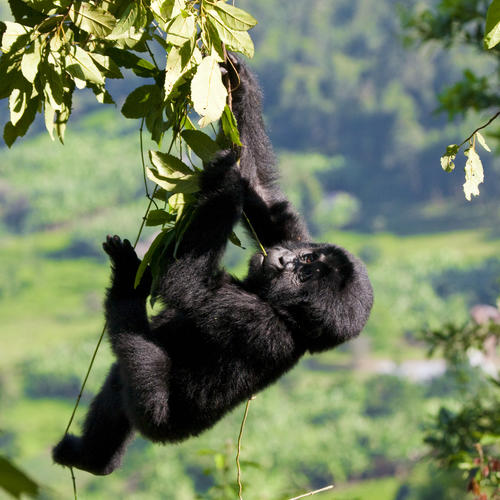 Baby Gorilla im Baum