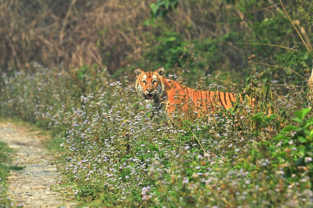 Bengalischer Tiger im Royal Chitwan-Nationalpark