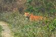 Bengalischer Tiger im Royal Chitwan-Nationalpark