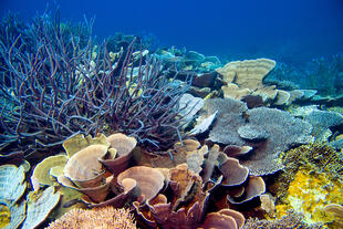 Korallenriff 