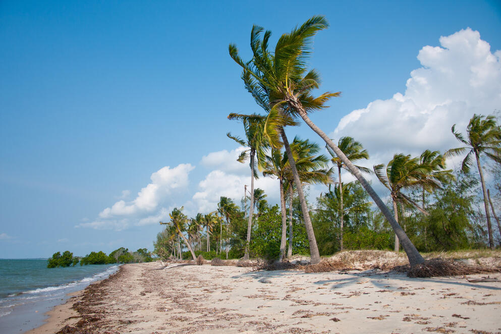Palmen am Strand in Saadani 