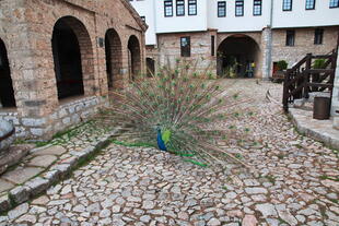 Pfauen am Sveti Naum Kloster in Nordmazedonien
