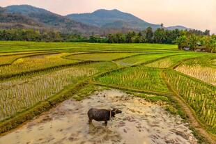Reisfarm in Luang Prabang