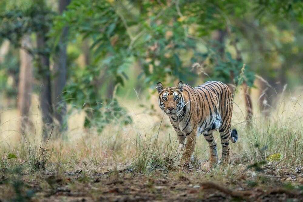 Bengali Tiger im Bandhavgarh Nationalpark
