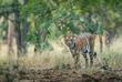 Bengali Tiger im Bandhavgarh Nationalpark
