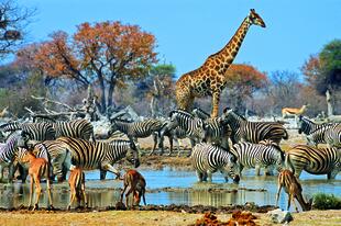 Große Tierversammlung im Etosha Nationalpark