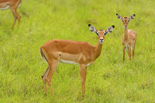 Impalas im Lake Mburo Nationalpark