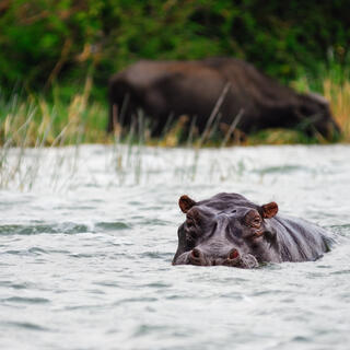 Nilpferd im Kazinga Channel