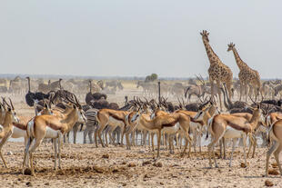 Tiere im Etosha-Nationalpark